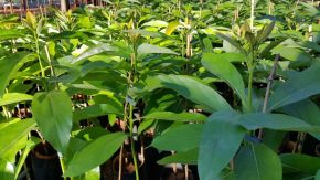 Mudas de Abacate Breda