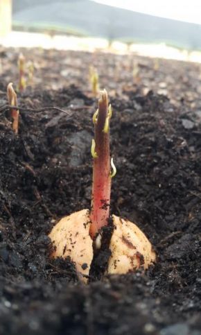 Porta Enxertos (Sementes Nativas)