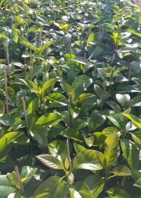 Mudas de Abacate Ouro Verde